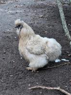 USA zijdehoen hen, Dieren en Toebehoren, Vrouwelijk, Kip