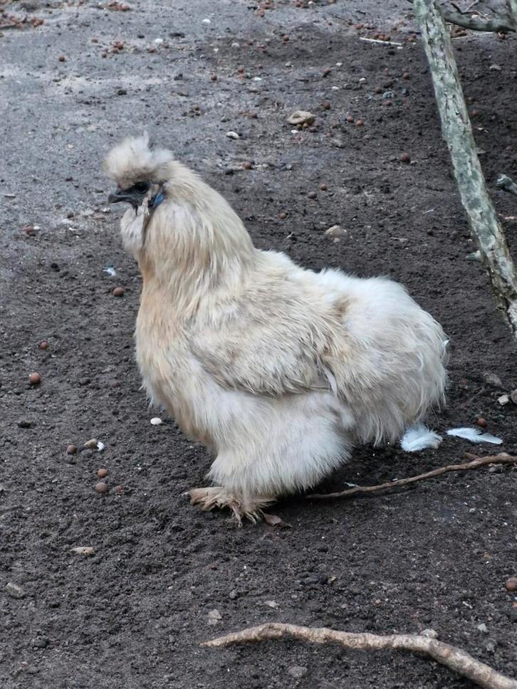 USA zijdehoen hen, Dieren en Toebehoren, Pluimvee, Kip, Vrouwelijk