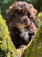 Choco kleurige Maltipoo pups! Geschikt bij allergie, Poedel, Nederland, CDV (hondenziekte), 8 tot 15 weken
