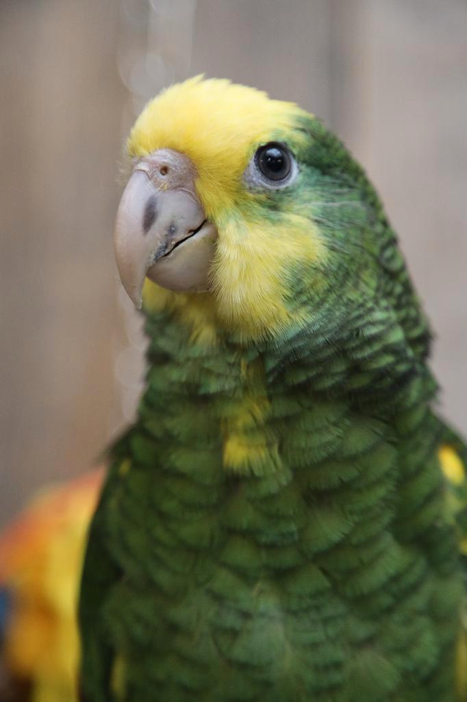 Jonge Baby Dubbel Geelkop Amazones | Handtam | Nieuwsgierig, Dieren en Toebehoren, Vogels | Parkieten en Papegaaien, Papegaai