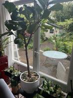 Ficus Lyrata op stam in keramiek pot - vioolplant, Tuin en Terras, Planten | Bomen, Overige soorten, Ophalen, 100 tot 250 cm