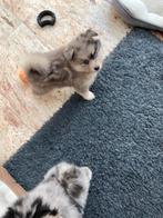 De laatste prachtige merle pomsky pup !, Dieren en Toebehoren, Honden | Poolhonden, Keeshonden en Oertypen, CDV (hondenziekte)