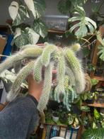 1 Monkeytail hang cactus, Ophalen of Verzenden