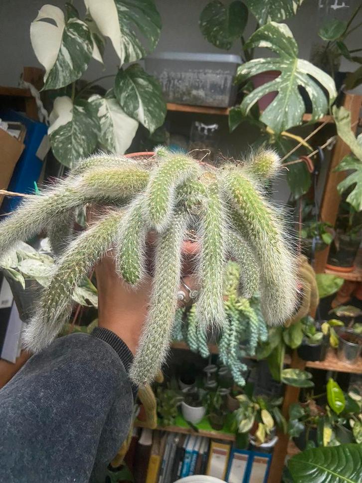 1 Monkeytail hang cactus, Huis en Inrichting, Kamerplanten, Ophalen of Verzenden