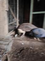 parelhoen hen, Vrouwelijk, Overige soorten