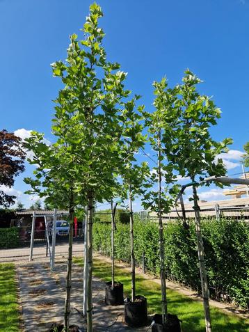Platanus hispatica in pot 3m hoog beschikbaar voor biedingen