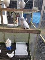 Te koop poederblauwe kleurpostduiven, Dieren en Toebehoren, Meerdere dieren, Postduif