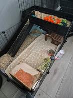 Cavia draadkubus kooi z.g.a.n., Dieren en Toebehoren, Knaagdieren en Konijnen | Hokken en Kooien, Zo goed als nieuw, Hok, Cavia