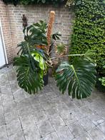 Grote kamerplant, Ophalen, Volle zon, Overige soorten, 100 tot 250 cm