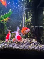 Vissen, Dieren en Toebehoren, Vissen | Aquariumvissen, Vis