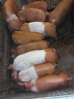 Hussumer biggen geboren op 15-11 €.105,-, Dieren en Toebehoren, Schapen, Geiten en Varkens, Meerdere dieren, Varken, 0 tot 2 jaar