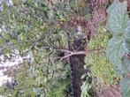 Kleine appelboom, Tuin en Terras, Ophalen, Lente, Volle zon, Overige soorten
