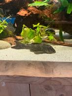 L048 - Scobinancistrus Pariolispos 15 cm, Vis, Zoetwatervis