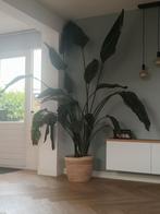 Mooie grote plant, Huis en Inrichting, Kamerplanten, Ophalen, Overige soorten, Minder dan 100 cm
