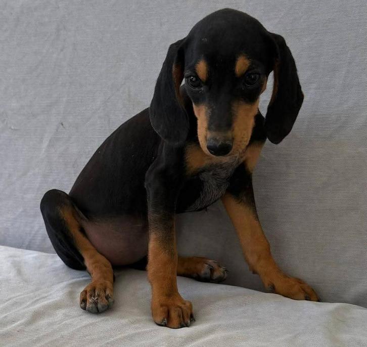 Fifi verblijft in Cyprus, Dieren en Toebehoren, Honden | Niet-rashonden, Middel, Teef, Handelaar, Eén hond, Buitenland, 15 weken tot 1 jaar