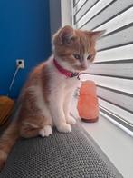 Kruising kater te koop (Maine coon ), Dieren en Toebehoren, Kater, Ontwormd, 0 tot 2 jaar