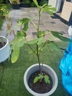 Vijgenboom., Tuin en Terras, Planten | Bomen, Volle zon, Bloeit niet, 100 tot 250 cm, Overige soorten