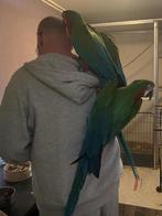 3 jonge harlekijns ara’s, Dieren en Toebehoren, Mannelijk, Papegaai, Tam