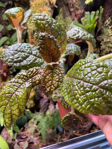 Episcia corrugada (Gesneriaceae) terrariumplant beschikbaar voor biedingen