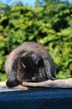 Razuiver NHD konijntje, voedster, Dieren en Toebehoren, Konijnen, Vrouwelijk, Dwerg, Hangoor, 0 tot 2 jaar