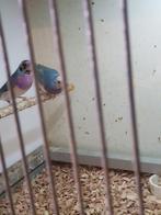 Mooie gouldamedines., Dieren en Toebehoren, Vogels | Overige Vogels, Meerdere dieren, Tropenvogel