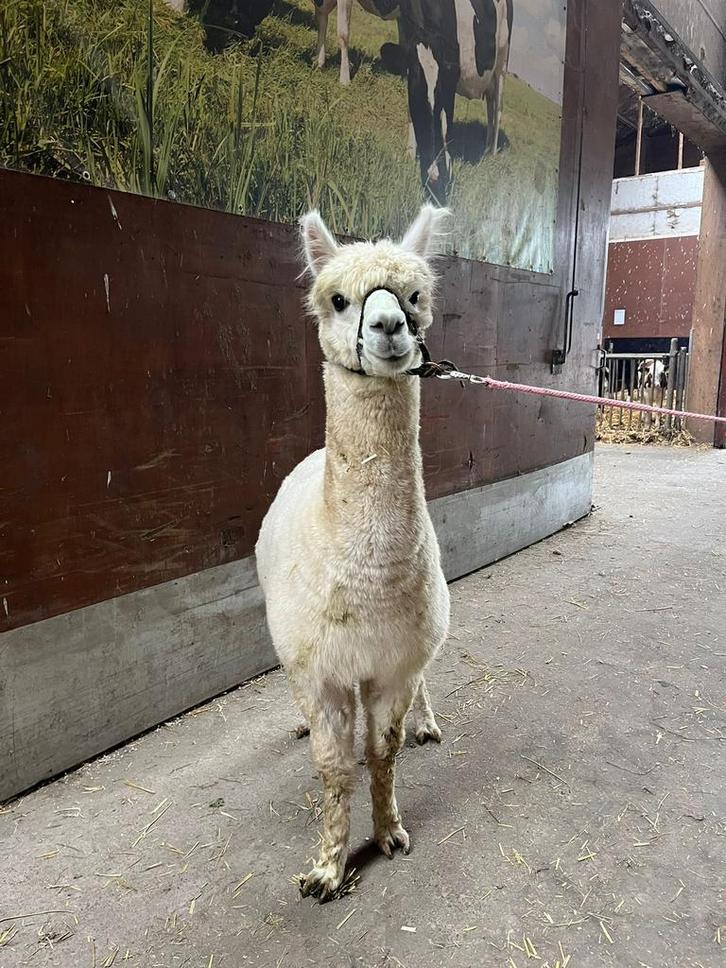 Alpaca hengst uit 2022, Dieren en Toebehoren, Overige Dieren, Mannelijk, Juli