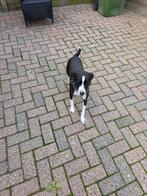 Lieve hond van iets meer dan een jaar, Dieren en Toebehoren, Reu, 1 tot 2 jaar, Eén hond, Nederland
