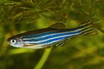 Zebra danio, Dieren en Toebehoren, Vis