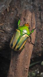 Laatste larven Coelorrhina Hornimani L2/L3