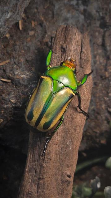 Laatste larven Coelorrhina Hornimani L2/L3 beschikbaar voor biedingen