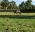 2,5 jarige friese hengst en 5 maand oud fries hengstveulen, Dieren en Toebehoren, Paarden, Dressuurpaard, 0 tot 2 jaar, Hengst