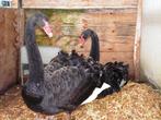Zwarte zwanen | Koppels te koop | Losse dieren te koop, Dieren en Toebehoren, Pluimvee, Meerdere dieren, Gans of Zwaan