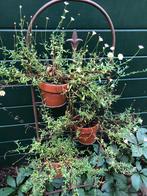 2 brocante ijzeren planten rekjes of standaards, Antiek en Kunst, Curiosa en Brocante, Ophalen