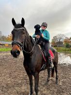 Zeer lieve en grote ruin die voor elke ruiter geschikt is!, Dieren en Toebehoren, Paarden, 175 cm of meer, Gechipt, Ruin, L