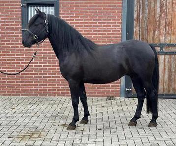 Bloedmooie zwarte D pony beschikbaar voor biedingen
