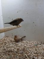 zilverbekjes, Meerdere dieren, Tropenvogel