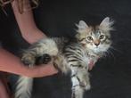 Twee prachtige Siberische boskatten met stamboom te koop!, Dieren en Toebehoren, Meerdere dieren, Gechipt, 0 tot 2 jaar