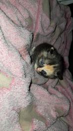 Munshkin kittens, Dieren en Toebehoren, Katten en Kittens | Raskatten | Korthaar