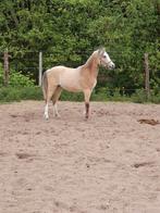 Waanzinnig gave Valk Welsh A jaarling merrie, Merrie, Onbeleerd, Gechipt, 0 tot 2 jaar