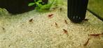 Mooie vuur garnalen, Dieren en Toebehoren, Vissen | Aquariumvissen, Kreeft, Krab of Garnaal