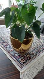 Kamerplant, Huis en Inrichting, Ophalen, Halfschaduw, Minder dan 100 cm