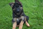 Duitse herder pups, Dieren en Toebehoren, Honden | Herdershonden en Veedrijvers, Nederland, Rabiës (hondsdolheid), 15 weken tot 1 jaar
