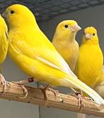 Gezocht kanaries, Dieren en Toebehoren, Vogels | Kanaries, Vrouwelijk, Kleurkanarie