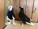 2 jonge sierduifjes van 2025, Dieren en Toebehoren, Meerdere dieren, Overige soorten