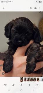 Maltipoo pup reu., Dieren en Toebehoren, Honden | Chihuahua's en Gezelschapshonden, Overige rassen, 8 tot 15 weken, Meerdere, Meerdere dieren