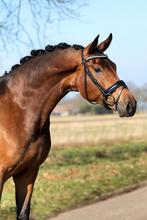 3 jarige KWPN merrie.  v: Mister Diamond zadelmak!, Dieren en Toebehoren, Paarden, Merrie, Gechipt, Dressuurpaard, Zadelmak
