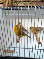 Kanaries: Trio agaat geel, Dieren en Toebehoren, Vogels | Kanaries, Meerdere dieren, Kleurkanarie