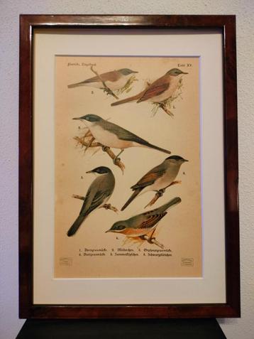 Litho Floericke Grasmus Zwartkop Braamsluiper 1922 beschikbaar voor biedingen
