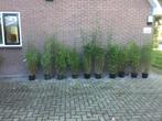 Fargesia Nitida Black Pearl, niet woekerende bamboe!!!, Vaste plant, Bloeit niet, Halfschaduw, Ophalen