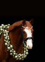 De liefste, leukste en braafste c-pony, Welsh 7 jaar, B, Gechipt, Ruin, Dressuurpony